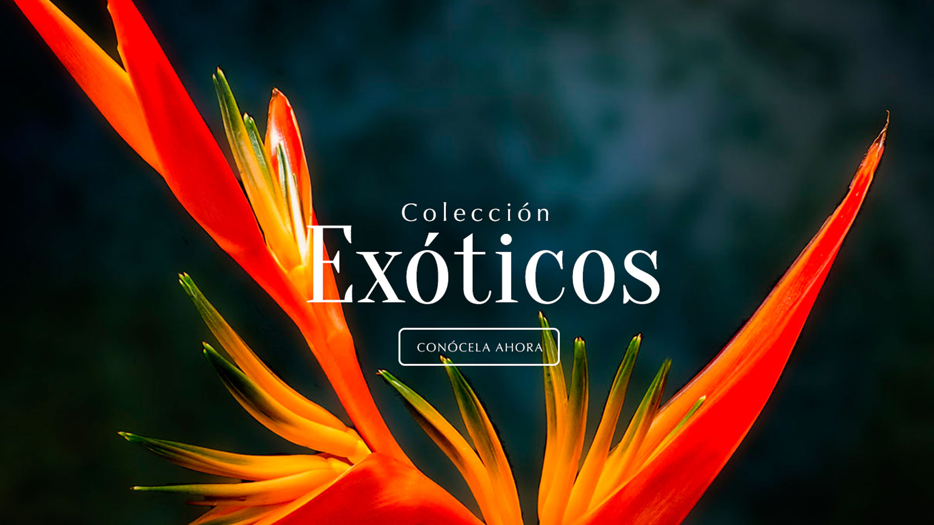 slider arreglos exoticos