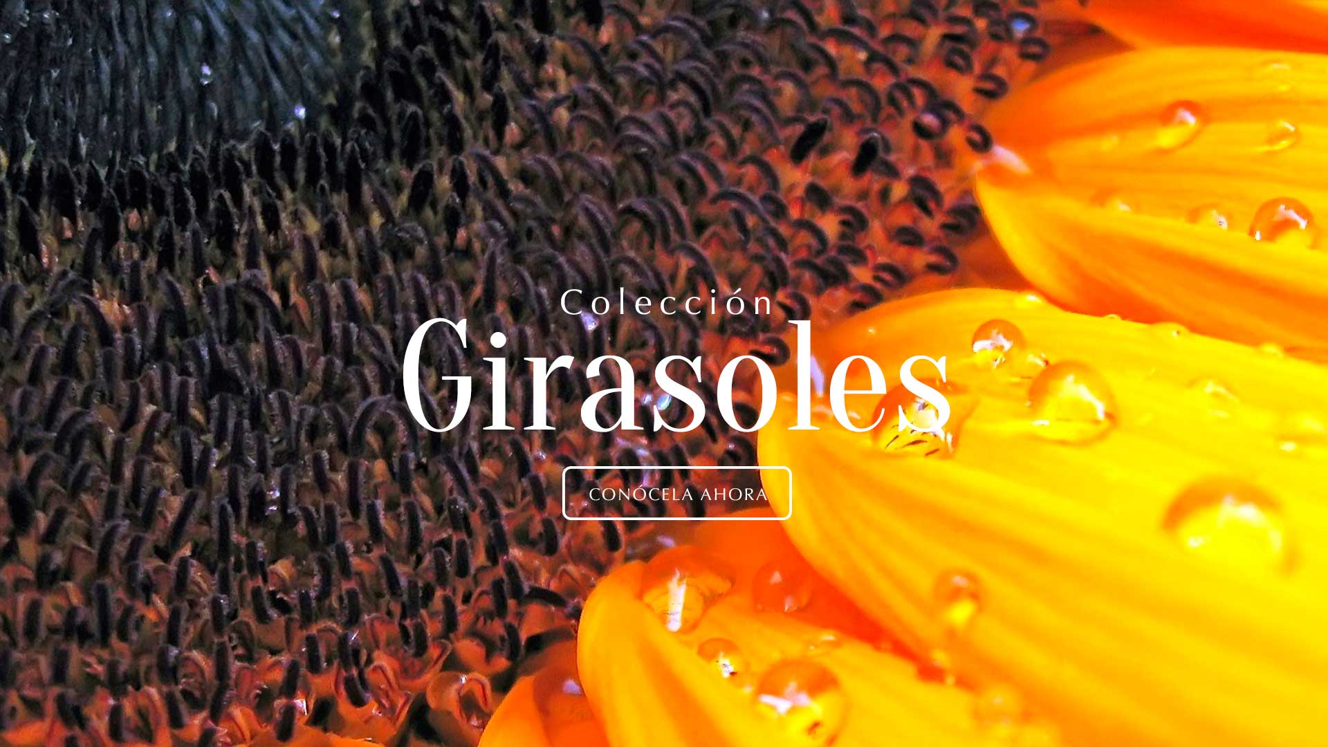 slider de categoría girasoles
