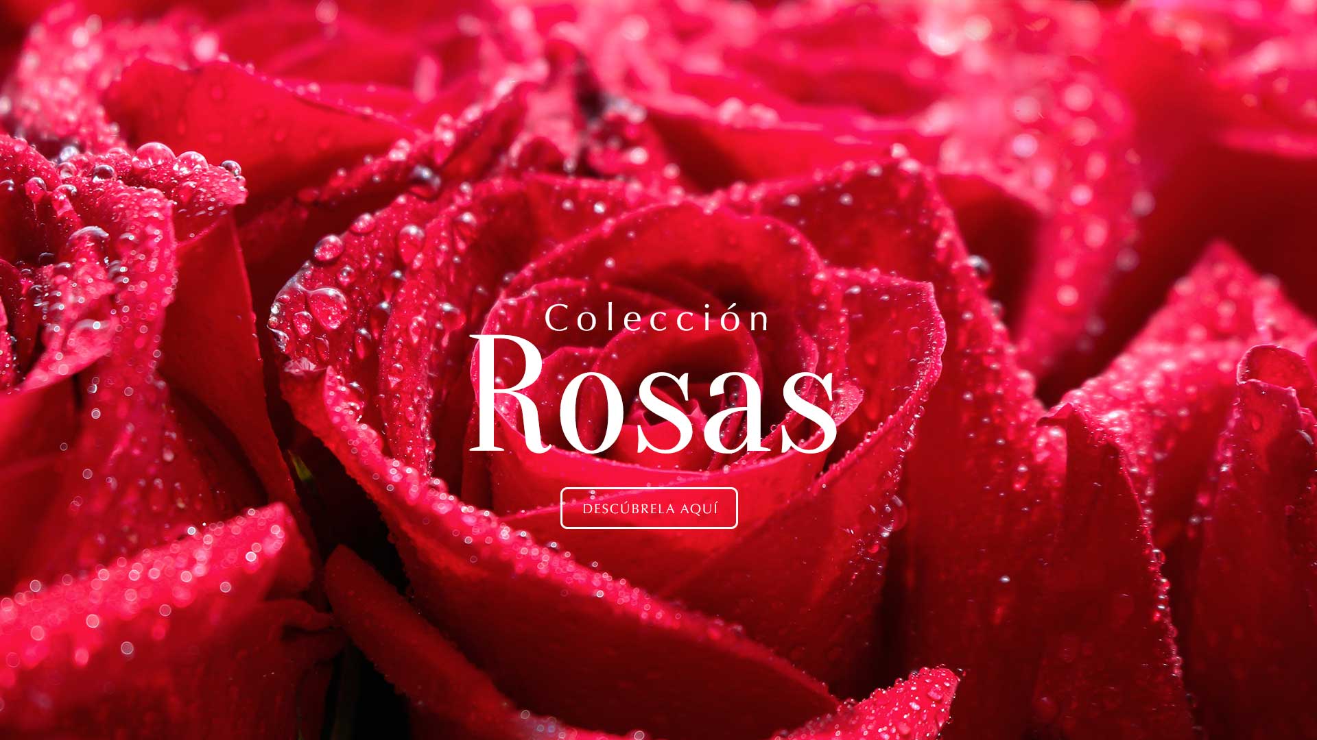 slider de rosas
