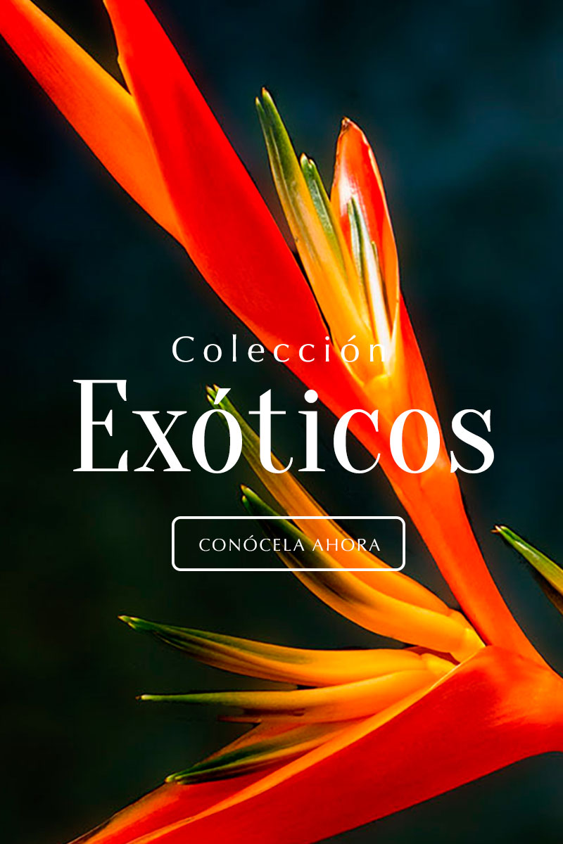 slider de arreglos florales exoticos
